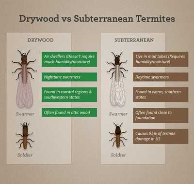 termite-types