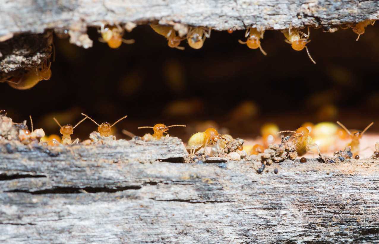 termites-in-wood-2