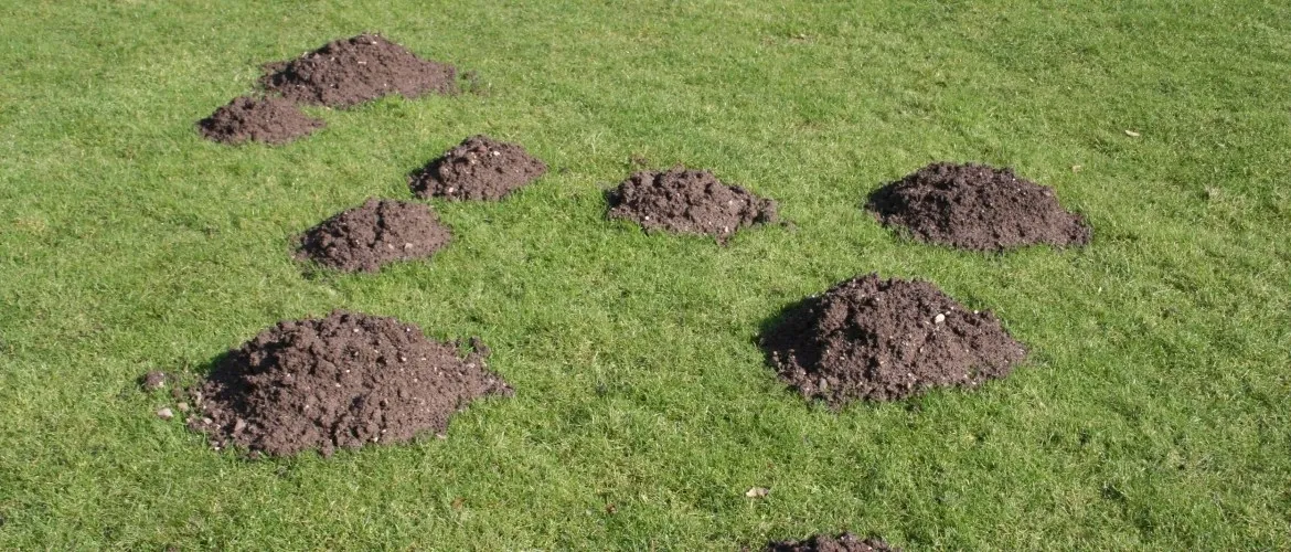 Eight molehills in a yard.