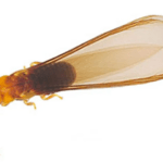 A close-up of a drywood termite with wings.