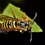 A close-up photo of a yellow jacket standing on the edge of a green leaf with a dark background—perfect for illustrating homeowners' pest control challenges.