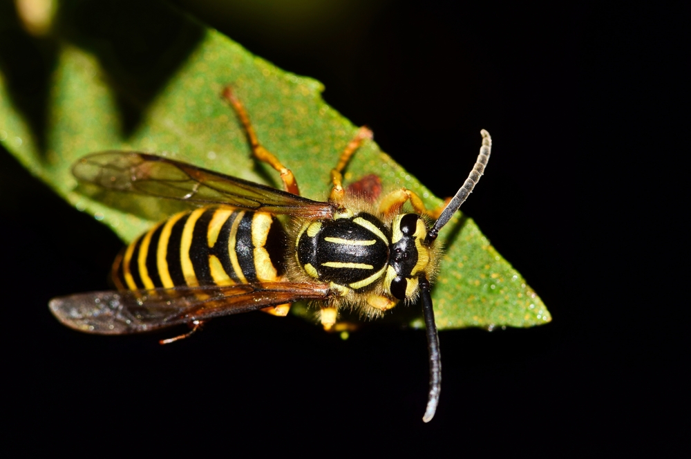 A close-up photo of a yellow jacket standing on the edge of a green leaf with a dark background—perfect for illustrating homeowners' pest control challenges.