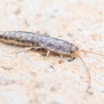 A close-up image of a silver fish insect with a long, slender, grayish body and long antennae, crawling on a light-colored textured surface—often a sign of home infestations.