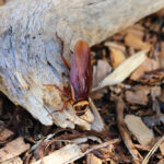 A brown cockroach is walking on a piece of weathered wood surrounded by bark chips and mulch, making identification easy for those seeking roaches prevention tips.
