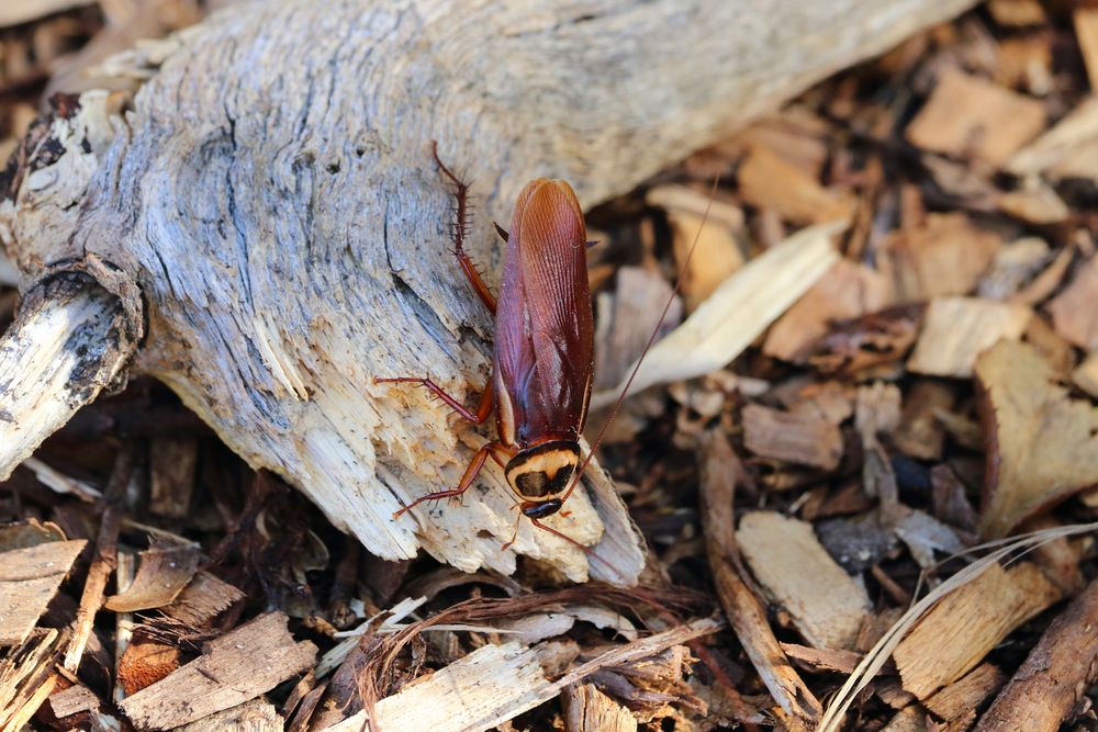 A brown cockroach is walking on a piece of weathered wood surrounded by bark chips and mulch, making identification easy for those seeking roaches prevention tips.