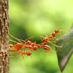 Several red ants are climbing a tree trunk, with one gripping a green leaf. The blurred, green background highlights their activity—perfect for those interested in ant identification or seeking ant tips in natural settings.