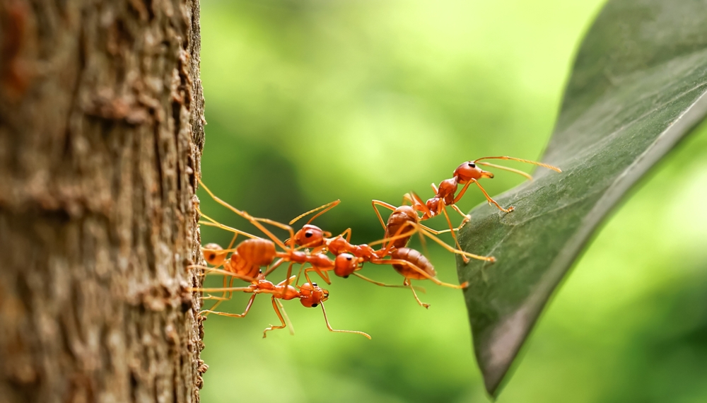 Featured image for Ants: Identification and Control Tips