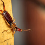 A close-up of an earwig insect on a yellow wooden surface, showing its segmented body, long antennae, and prominent pincers at the end of its abdomen. The blurred background with reddish tones highlights fascinating earwig facts.