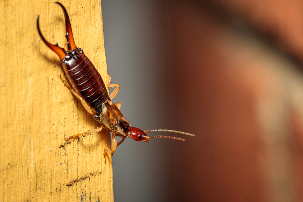 Featured image for Earwig: Facts and Insights