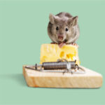 A small gray mouse sits on a piece of Swiss cheese placed on a wooden mouse trap, against a plain light green background.