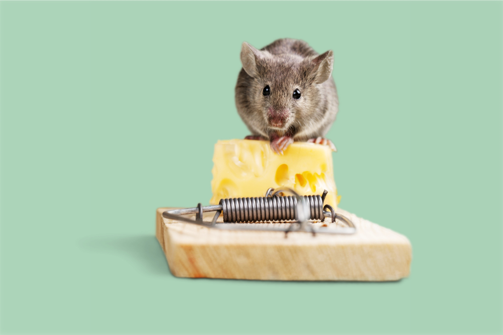 A small gray mouse sits on a piece of Swiss cheese placed on a wooden mouse trap, against a plain light green background.