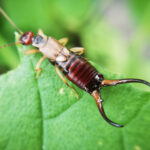 A close-up view of an earwig insect on a green leaf, showing its brown segmented body, pincer-like cerci at the rear, and antennae extending forward—an important detail for those interested in earwig management and control strategies.