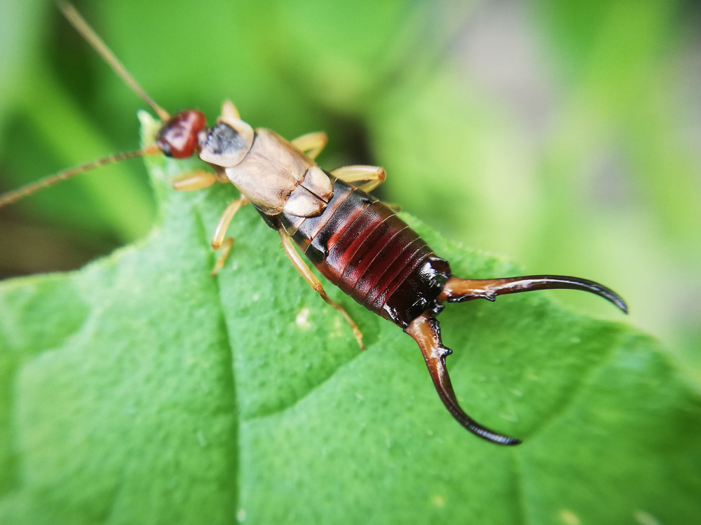Featured image for Earwigs: Effective Management and Control Strategies