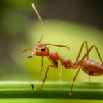Close-up view of a reddish-brown fire ant standing on a green plant stem, with a blurred green background. The ant’s antennae and legs are clearly visible, making identification easier for effective control.