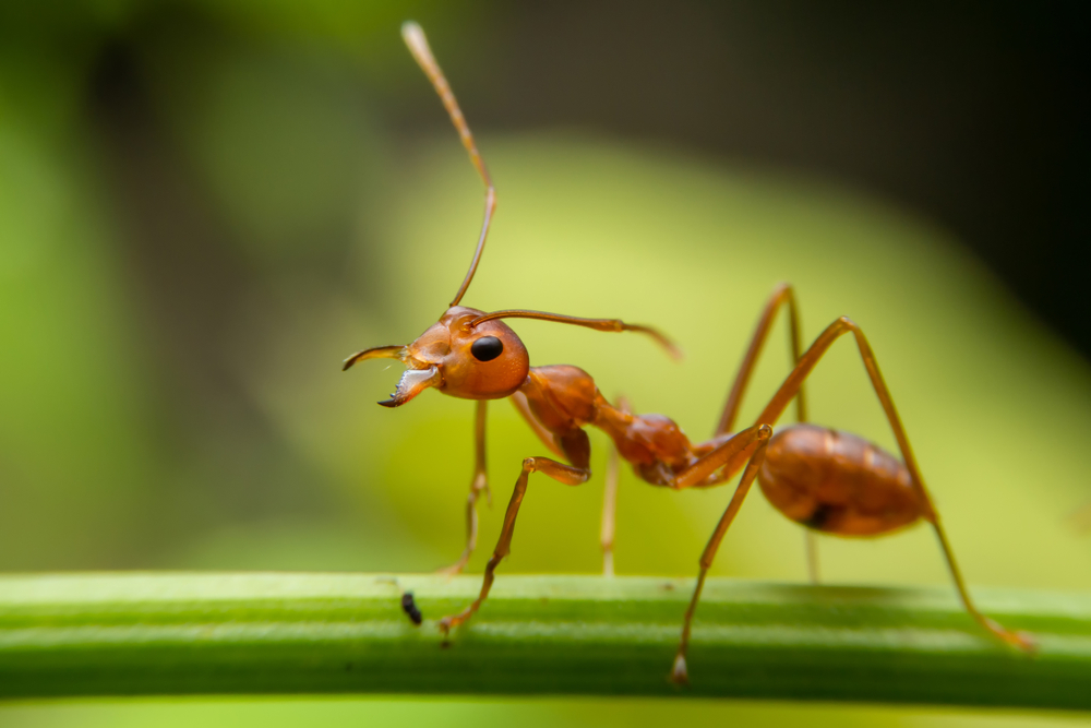 Featured image for Fire Ants: Identification, Impact, and Effective Control