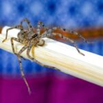 A close-up of a large, brown, hairy spider with long legs perched on a pale bamboo stick. The background is blurred with blue and purple colors, making spider identification easier for those seeking safety tips.