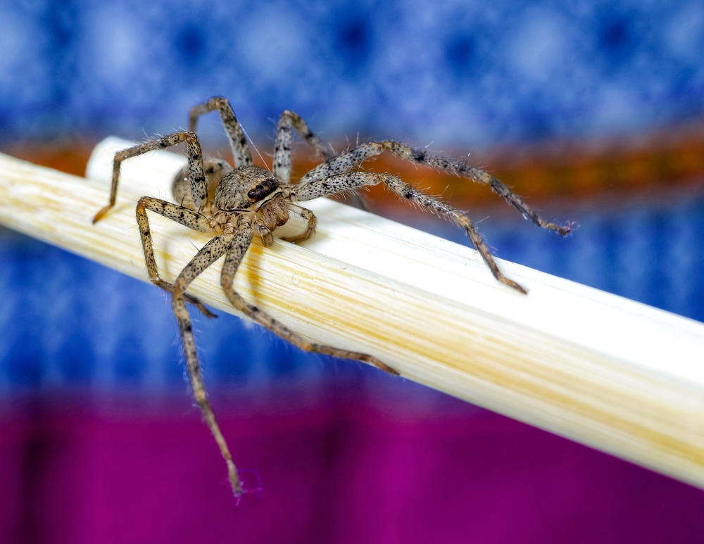Featured image for Brown Recluse Spider: Identification and Safety Tips