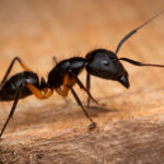 Close-up of a black ant with orange-tinted legs, possibly aiding in identification, standing on a rough wooden surface. The sharply focused body and antennae contrast with the softly blurred background.