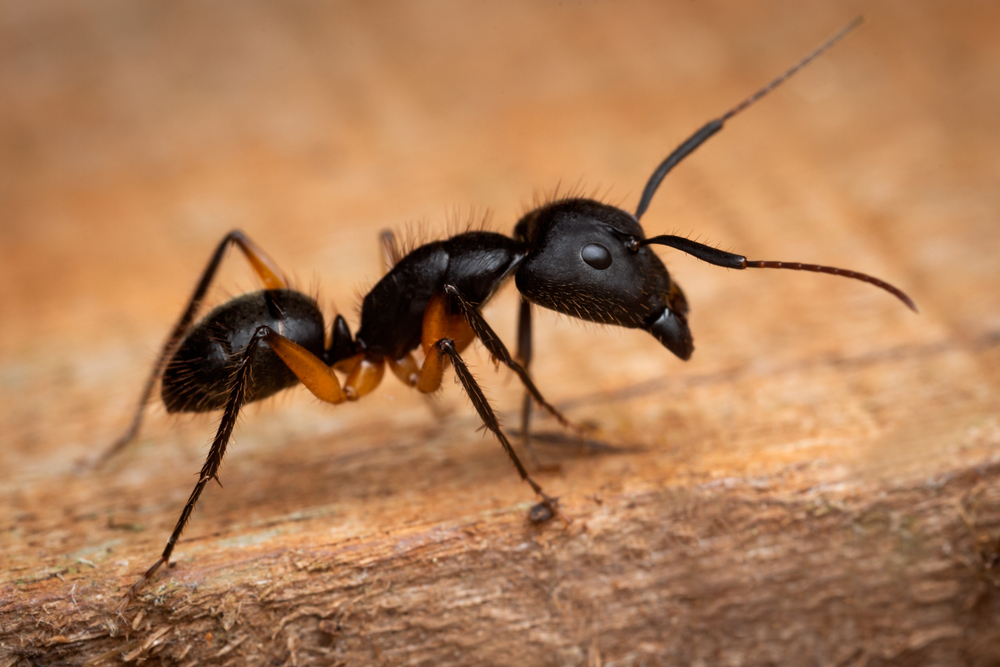 Featured image for Argentine Ants: Identification & Impact Explained