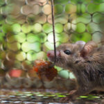 A brown mouse inside a wire cage trap is eating the best bait for mouse traps, attached to a string. The background is out of focus, with hints of green and brown colors.