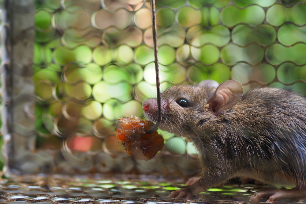 Featured image for Best Bait for Mouse Traps: Catch Rodents Fast