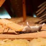 A mouse lies on its back in an attic after being caught in a beige snap trap. Yellow insulation is scattered around, and wooden beams are visible, highlighting the need for professional pest control.
