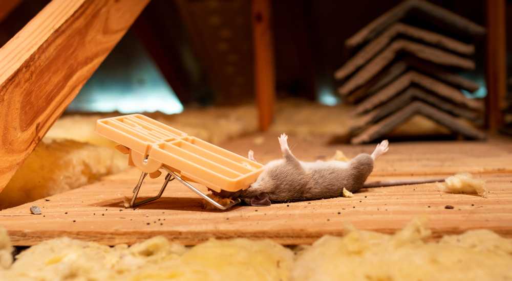 A mouse lies on its back in an attic after being caught in a beige snap trap. Yellow insulation is scattered around, and wooden beams are visible, highlighting the need for professional pest control.