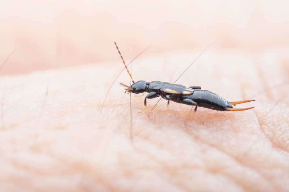A close-up of a black earwig insect with visible pincers and antennae crawling on human skin. The skin’s texture and fine hairs are clearly shown, highlighting fascinating earwig facts and debunking the myth that earwigs bite humans.