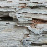 Close-up of a weathered wooden surface with peeling, uneven layers and rough textures—signs often used in the identification of Drywood Termites. The wood is grayish in color with patches of exposed brown underneath.