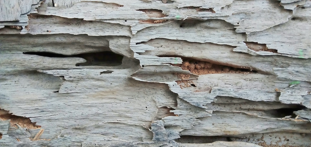 Featured image for Drywood Termites: Identification and Control Strategies