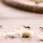 Close-up of three ants on a wooden surface with crumbs and food particles around them; the background is blurry, showing indistinct shapes and another ant—a scene that highlights the need for effective ant control.