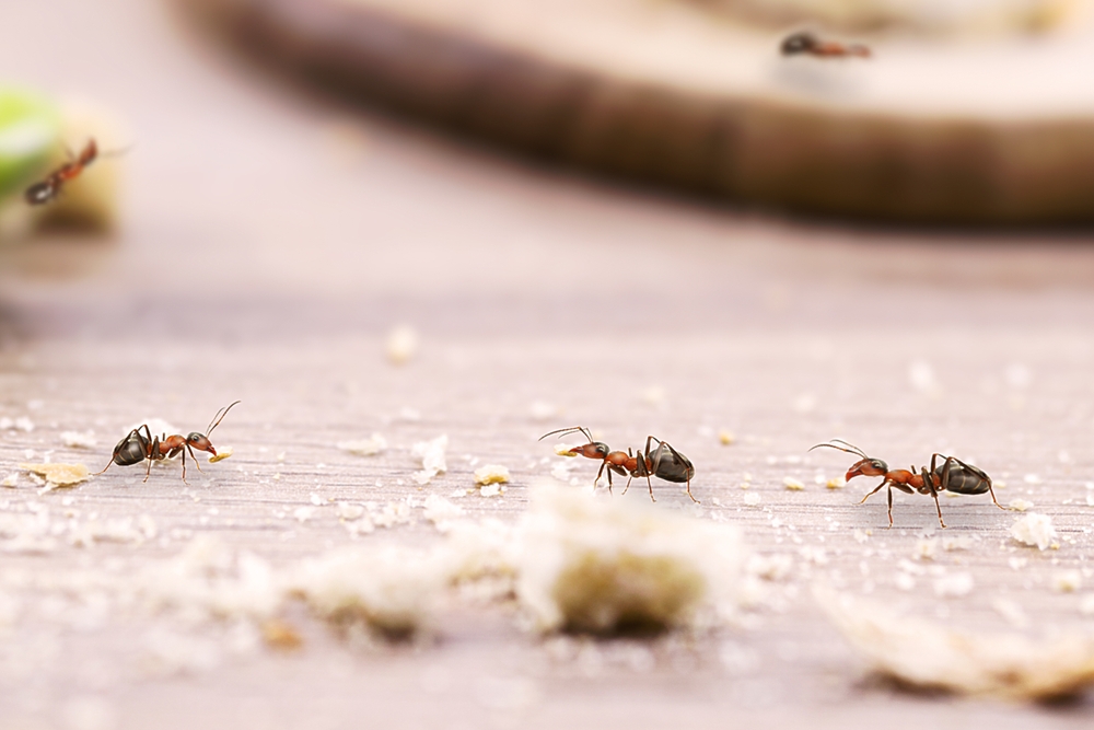 Featured image for Ant Control: Proven Strategies to Eliminate Ant Infestations
