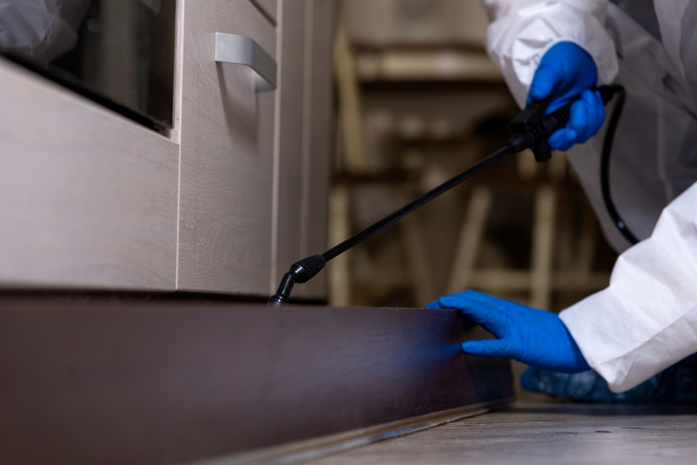 Featured image for Effective Flea Extermination: Quick & Safe Solutions