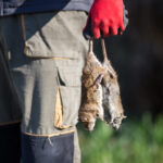 A person wearing a red glove and gray work clothes is holding two dead rats by their tails outdoors, showcasing effective mouse control with green grass and a blurred background visible.