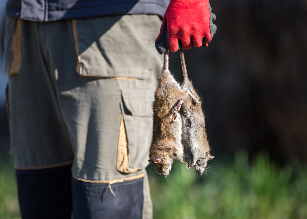 Featured image for Mouse Exterminator Solutions for Your Home and Business