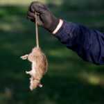 A person wearing a dark glove and jacket holds a dead rat by its tail, demonstrating effective rodent control against pest infestations, with a blurred grassy background.