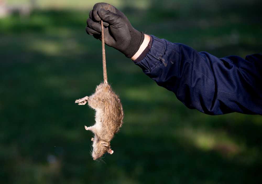 Featured image for Rodent Control: Tips to Protect Your Home from Infestations