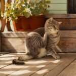 A gray tabby cat sits on a wooden porch scratching its neck with its hind leg, possibly due to fleas in the house. Sunlight creates shadows on the floor, and a potted plant is visible near a wooden railing.