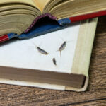 Three silverfish bugs are on the cover of a closed book, with an open book resting on top. The books sit on a wooden surface—a reminder to eliminate these pests from your home to protect your belongings.