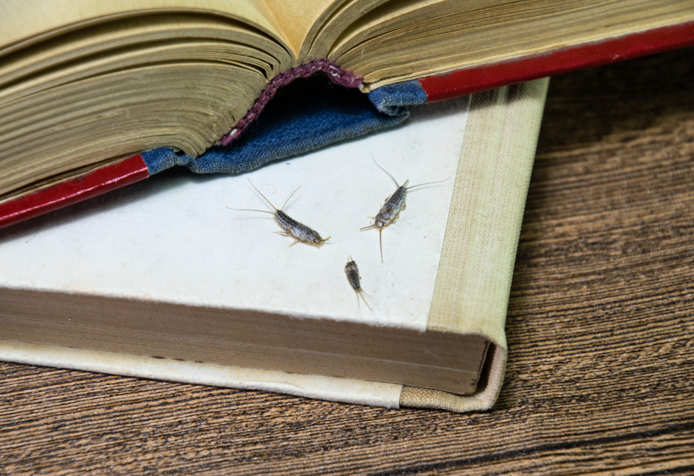 Featured image for Effective Strategies to Eliminate Silverfish Bugs from Your Home