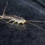 A close-up view of a silverfish insect on a dark surface, showing its elongated body, long antennae, and multiple legs—a common target for home pest control to eliminate silverfish effectively.