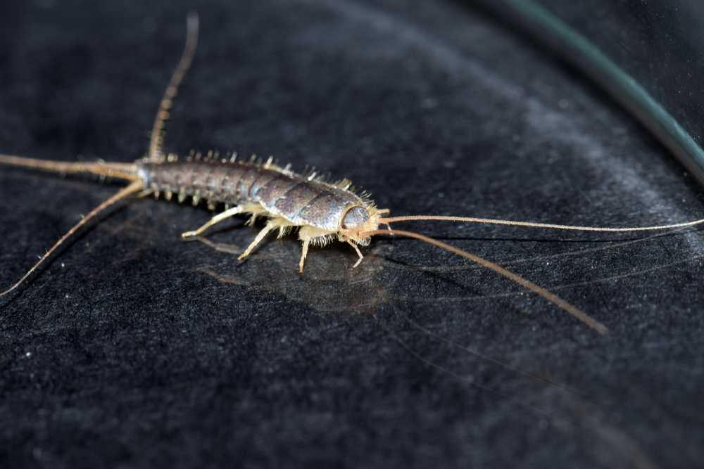 A close-up view of a silverfish insect on a dark surface, showing its elongated body, long antennae, and multiple legs—a common target for home pest control to eliminate silverfish effectively.