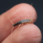 A close-up of a small silverfish bug resting on the tip of a person's finger, showing its long antennae and segmented body—common signs in homes with silverfish infestations.