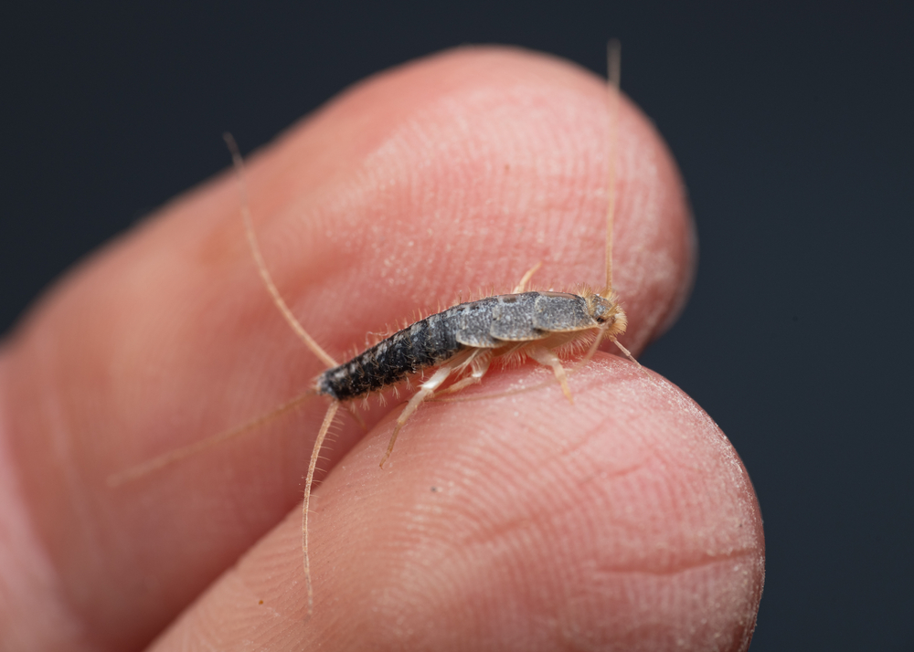 Featured image for Silverfish Bug Infestations at Home: Effective Ways to Eliminate