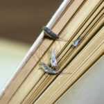 Three small silverfish insects are crawling on the open edges of the yellowed pages of an old book, a sure sign you may need to get rid of silverfish in your house to prevent further insect infestation or book damage.