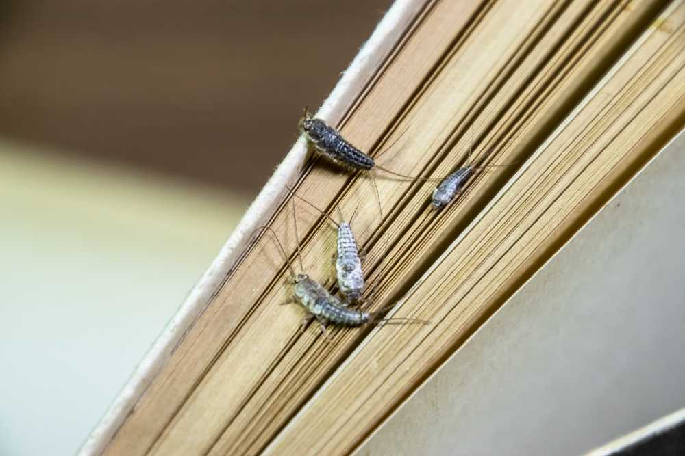 Three small silverfish insects are crawling on the open edges of the yellowed pages of an old book, a sure sign you may need to get rid of silverfish in your house to prevent further insect infestation or book damage.
