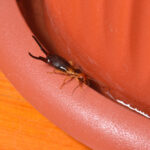 An earwig with dark pincers crawls along the edge of a reddish-brown plant pot on an orange wooden surface—a reminder to prevent infestations and manage earwigs before they find their way into your house.