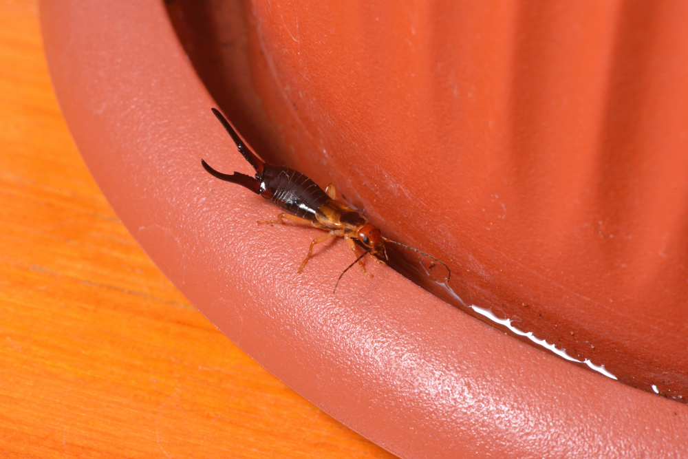 Featured image for Effective Ways to Manage Earwigs in House and Prevent Infestations