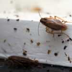 Two cockroaches on a dirty white surface with debris hint at a possible roach infestation. One climbs the edge while the other lingers below, underscoring the need to eliminate roach problems with proven strategies.