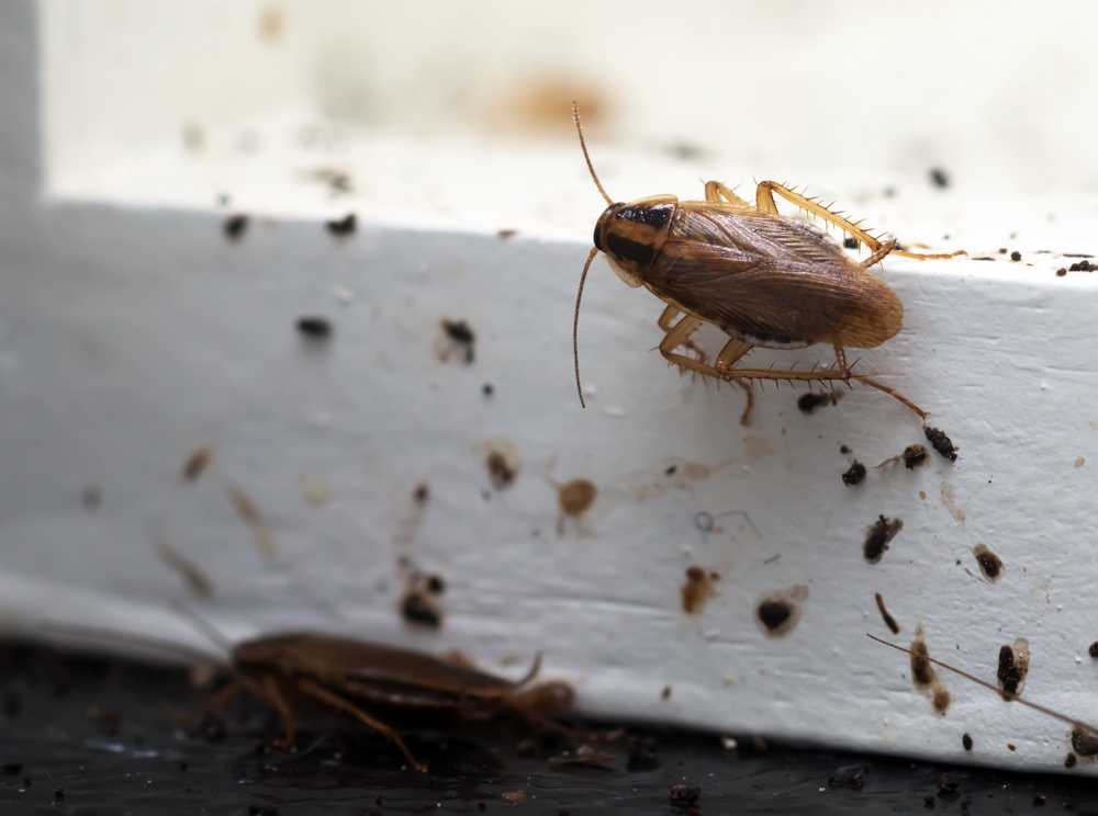 Featured image for How to Get Rid of a Roach Infestation: Proven Steps That Work